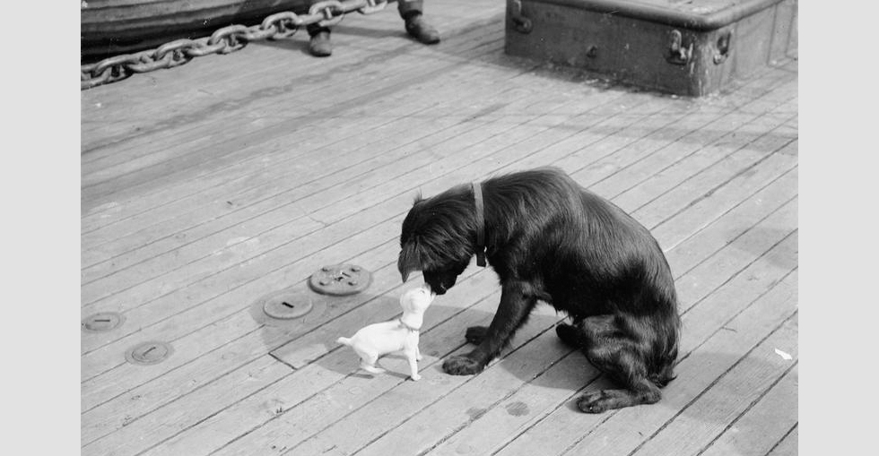 Two dogs, survivors from HMS Majestic which was torpedoed off Gallipoli in May 1915.
